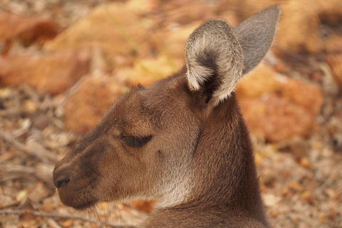 Australian Animals, Seascape And Sunset Photography Tour - Phillip Island Accommodation 0