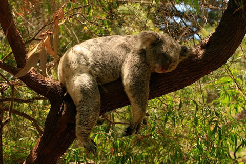 Australian Animals, Seascape And Sunset Photography Tour - Phillip Island Accommodation 1