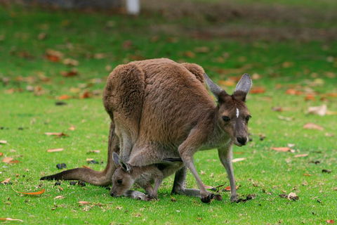 Australian Animals, Seascape And Sunset Photography Tour - Phillip Island Accommodation 2
