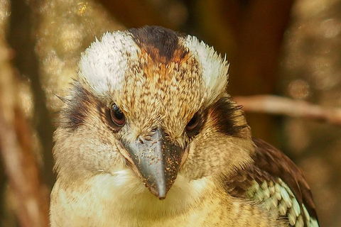 Australian Animals, Seascape And Sunset Photography Tour - Phillip Island Accommodation 3