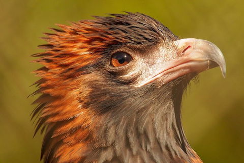 Australian Animals, Seascape And Sunset Photography Tour - Phillip Island Accommodation 4