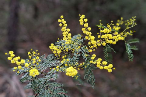 Blue Mountains Private Tour - Wild Kangaroos, Waterfalls And The Three Sisters - Phillip Island Accommodation 4