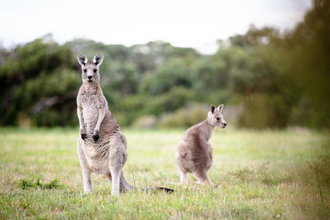LGBT+ Friendly 3 Day Tour The Grampians, Daylesford & Ballarat - Phillip Island Accommodation 2