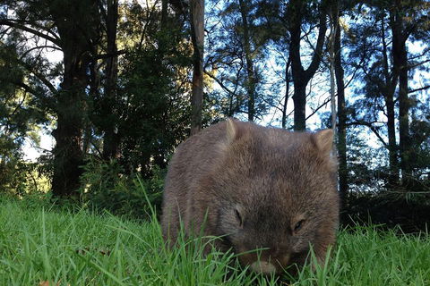 From The Mountains To The Bay - 4 Day Rediscovery Private Tour - Phillip Island Accommodation 5