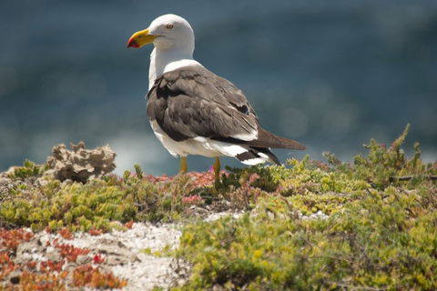 From The Mountains To The Bay - 4 Day Rediscovery Small Group Tour - Phillip Island Accommodation 1