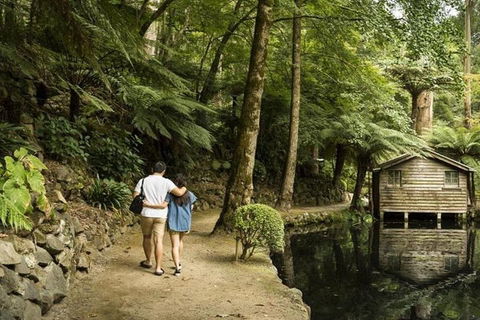 Discover Tour: Dandenong Ranges & William Ricketts Sanctuary - Phillip Island Accommodation 0