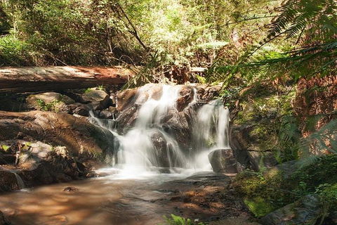 Discover Tour: Dandenong Ranges & William Ricketts Sanctuary - Phillip Island Accommodation 1