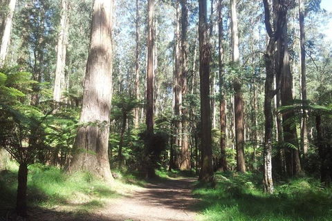 Discover Tour: Dandenong Ranges & William Ricketts Sanctuary - Phillip Island Accommodation 5