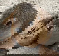 Kangaroo Island Scenic Trail Tour - Phillip Island Accommodation