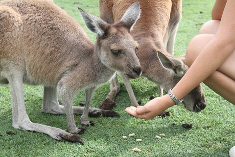 Pinnacles Desert, Koalas And Sandboarding 4WD Day Tour From Perth - Phillip Island Accommodation 1