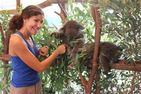 Pinnacles Desert, Koalas And Sandboarding 4WD Day Tour From Perth - Phillip Island Accommodation 5