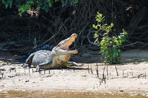 Full Day Cooktown Private Tour - Phillip Island Accommodation 4
