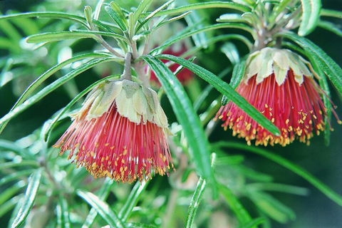 Full-Day Pinnacles Desert And Yanchep National Park Tour From Perth - Phillip Island Accommodation 1