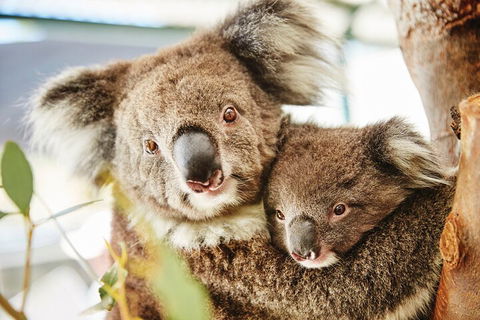 Full-Day Pinnacles Desert And Yanchep National Park Tour From Perth - Phillip Island Accommodation 5