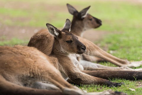 Private Ballarat And Sovereign Hill Tour From Melbourne - Phillip Island Accommodation 0