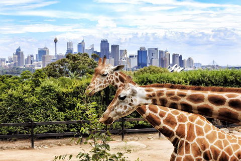 Go City | Sydney Explorer Pass With 20+ Attractions And Tours - Phillip Island Accommodation 2