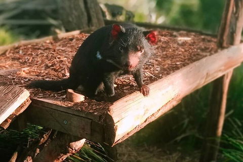 Bonorong Wildlife Park And Richmond Afternoon Tour From Hobart - Phillip Island Accommodation 4