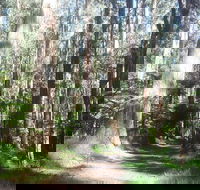 Dandenong Ranges Private Tour Including William Ricketts Sanctuary