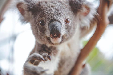 Hop-On Hop-Off Bus And PLUS 4 Merlin Attractions - Phillip Island Accommodation 2
