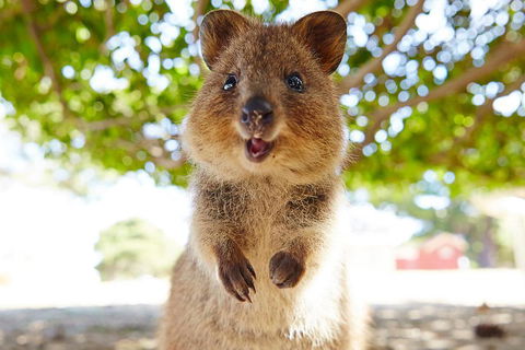 Discover Rottnest With Ferry & Bus Tour From Perth Or Fremantle - Phillip Island Accommodation 0