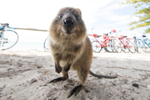 Rottnest Island Round-Trip Ferry From Perth Or Fremantle - Phillip Island Accommodation 3