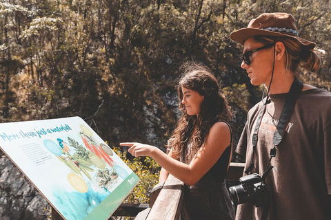 Springbrook AndTamborine Rainforest Tour Incl Natural Bridge And Glow Worm Cave - Phillip Island Accommodation 0