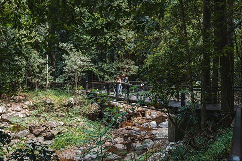 Springbrook AndTamborine Rainforest Tour Incl Natural Bridge And Glow Worm Cave - Phillip Island Accommodation 3