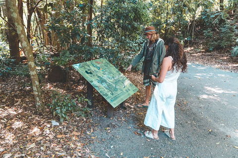 Springbrook AndTamborine Rainforest Tour Incl Natural Bridge And Glow Worm Cave - Phillip Island Accommodation 5