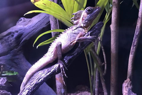 Cairns Aquarium Admission Ticket - Phillip Island Accommodation 0