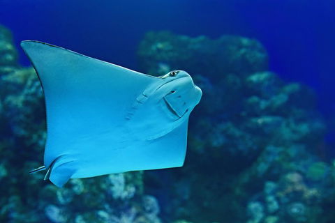 Cairns Aquarium Admission Ticket - Phillip Island Accommodation 2