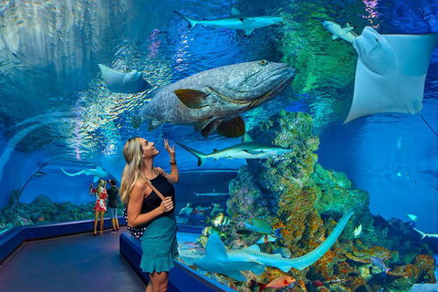 Cairns Aquarium Admission Ticket - Phillip Island Accommodation 3