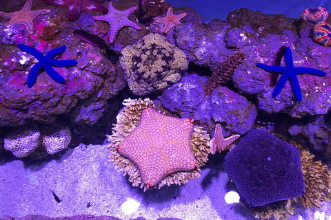 Cairns Aquarium Admission Ticket - Phillip Island Accommodation 5