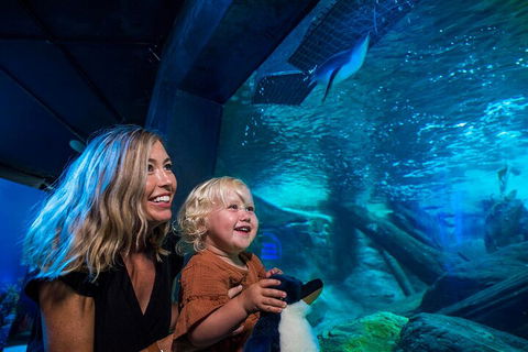 SEA LIFE Sunshine Coast Aquarium Entrance Ticket - Phillip Island Accommodation 0