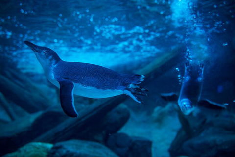 SEA LIFE Sunshine Coast Aquarium Entrance Ticket - Phillip Island Accommodation 1