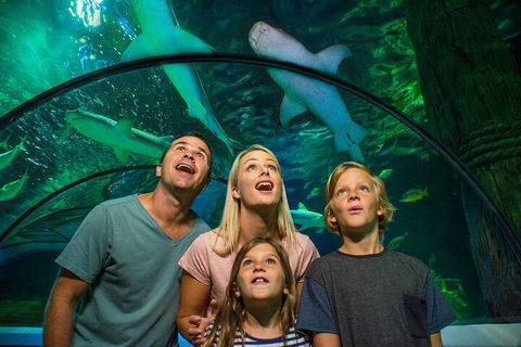 SEA LIFE Sunshine Coast Aquarium Entrance Ticket - Phillip Island Accommodation 3