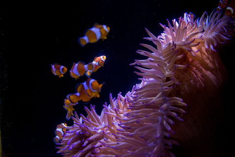 SEA LIFE Sunshine Coast Aquarium Entrance Ticket - Phillip Island Accommodation 5