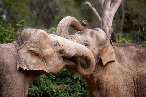 Melbourne Zoo General Entry Ticket - Phillip Island Accommodation 0