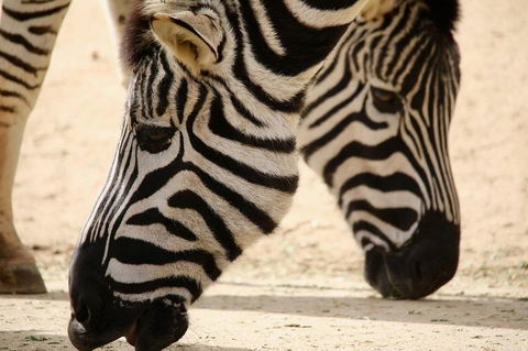 Melbourne Zoo General Entry Ticket - Phillip Island Accommodation 1