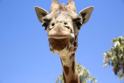 Melbourne Zoo General Entry Ticket - Phillip Island Accommodation 2