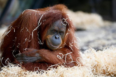 Melbourne Zoo General Entry Ticket - Phillip Island Accommodation 3