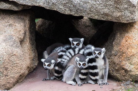 Melbourne Zoo General Entry Ticket - Phillip Island Accommodation 4