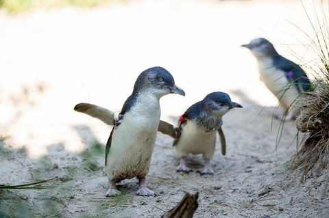 Melbourne Zoo General Entry Ticket - Phillip Island Accommodation 5