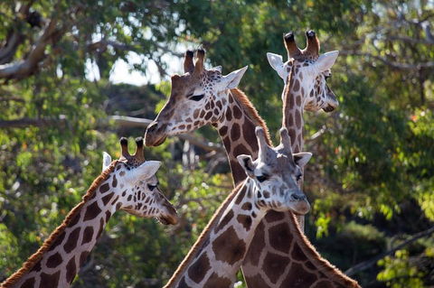 Werribee Open Range Zoo General Admission Ticket - Phillip Island Accommodation 0
