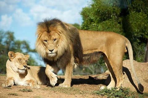 Werribee Open Range Zoo General Admission Ticket - Phillip Island Accommodation 1