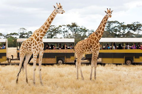 Werribee Open Range Zoo General Admission Ticket - Phillip Island Accommodation 2