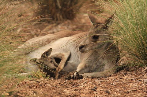 Werribee Open Range Zoo General Admission Ticket - Phillip Island Accommodation 3