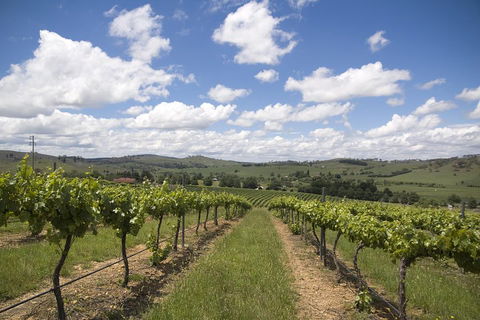 Hunter Valley Wine Tour From Sydney Incl Lunch, Cheese, Chocolate And Distillery - Phillip Island Accommodation 0