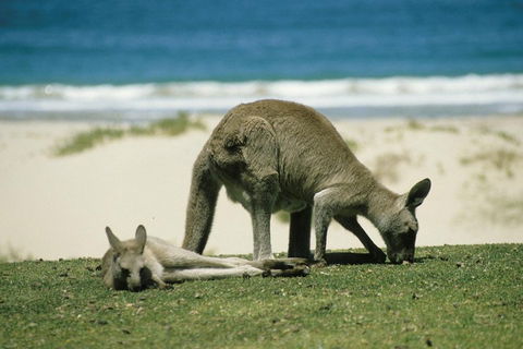 Great Ocean Road Highlights Tour - 2 Days, 1 Night - Phillip Island Accommodation 2