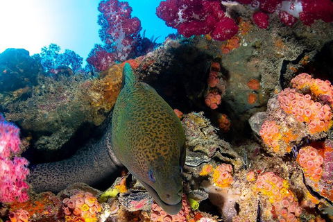 Scuba Dive The S.S. Yongala Wreck On The Great Barrier Reef. - Phillip Island Accommodation 1
