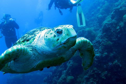 Scuba Dive The S.S. Yongala Wreck On The Great Barrier Reef. - Phillip Island Accommodation 5